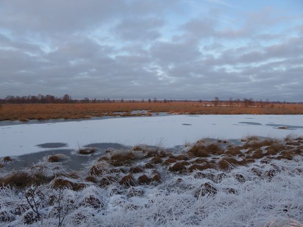 Moorlandschaft im Winter im Bargerveen 