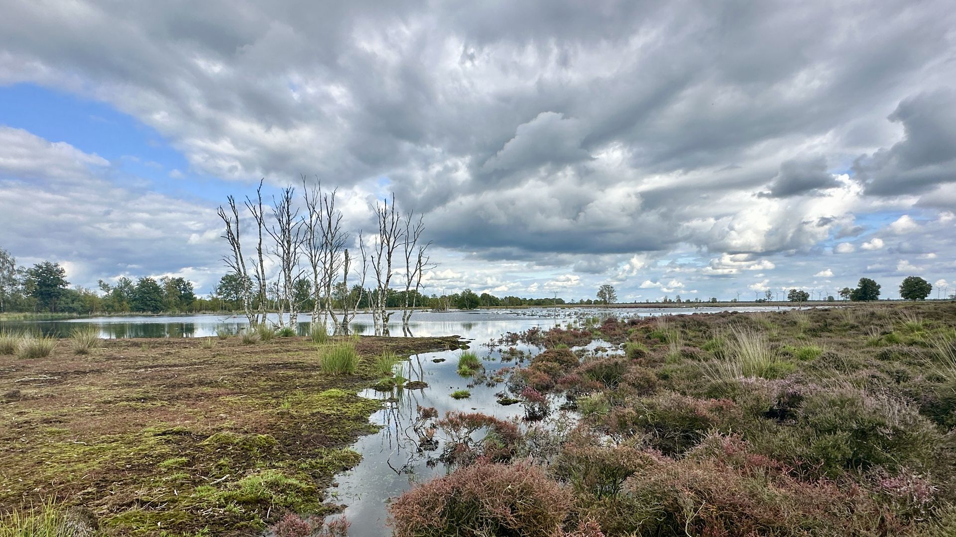 Hochmoorgebiet Bargerveen im Naturpark Bourtanger Moor - Veenland