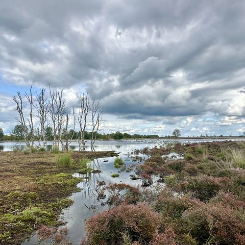 Hochmoorgebiet Bargerveen im Naturpark Bourtanger Moor - Veenland