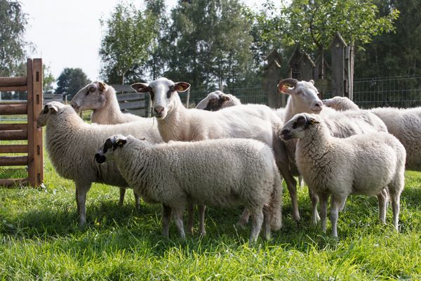 Schafe am Versener Heidesee